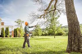 Best Seasonal Cleanup (Spring/Fall)  in Sale Creek, TN