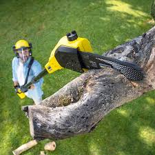 Best Tree Cabling and Bracing  in Sale Creek, TN