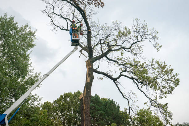 Professional Tree Removal in Sale Creek, TN