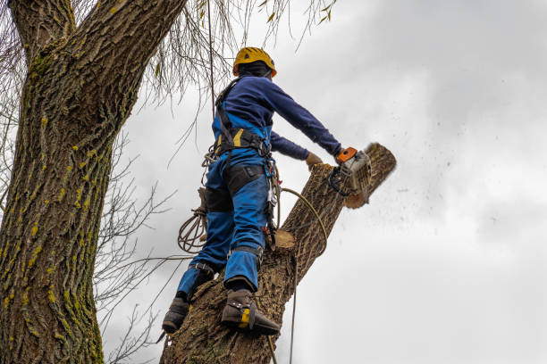 Best Fruit Tree Pruning  in Sale Creek, TN