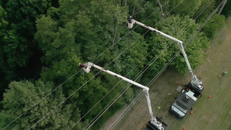Best Tree Disease Treatment  in Sale Creek, TN