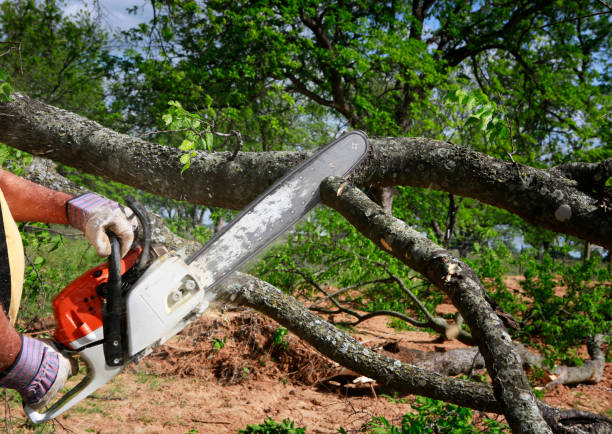 Best Root Management and Removal  in Sale Creek, TN