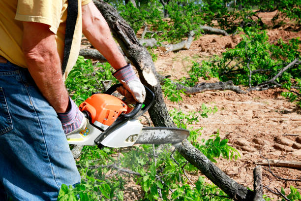 Best Tree Maintenance Programs  in Sale Creek, TN